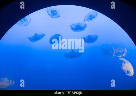 Meduse lunari, una specie comune di meduse, galleggiano graziosamente in una vasca d'acqua con luce blu soffusa. Foto Stock