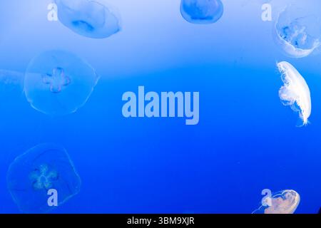 Meduse lunari, una specie comune di meduse, galleggiano graziosamente in una vasca d'acqua con luce blu soffusa. Foto Stock