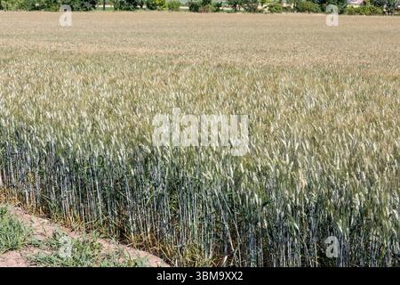 Emmer, Triticum dicoccum auch Zweikorn, Urgetreide // Emmer, Triticum dicoccum noto anche come grano antico a due grani - 20250621 PD23563 crediti: APA-PictureDesk/Alamy Live News Foto Stock