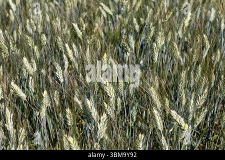 Emmer, Triticum dicoccum auch Zweikorn, Urgetreide // Emmer, Triticum dicoccum noto anche come grano antico a due grani - 20250621 PD23560 crediti: APA-PictureDesk/Alamy Live News Foto Stock