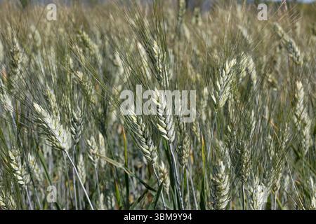 Emmer, Triticum dicoccum auch Zweikorn, Urgetreide // Emmer, Triticum dicoccum noto anche come grano antico a due grani - 20250621 PD23562 crediti: APA-PictureDesk/Alamy Live News Foto Stock