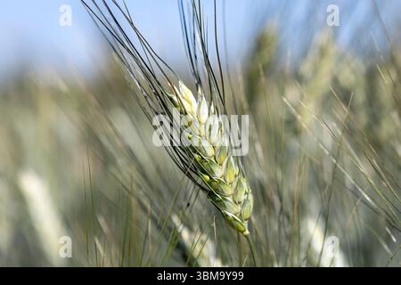 Emmer, Triticum dicoccum auch Zweikorn, Urgetreide // Emmer, Triticum dicoccum noto anche come grano antico a due grani - 20250621 PD23561 crediti: APA-PictureDesk/Alamy Live News Foto Stock