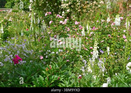 Bordo estivo misto con guanti in volpe bianchi, rose rosa e gerani resistenti blu, giardino britannico giugno Foto Stock