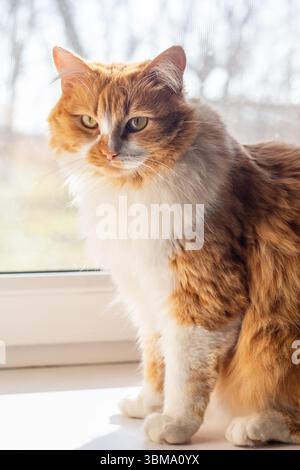 Un gatto soffice rosso siede su un davanzale bianco vicino alla finestra e guarda in lontananza. Carini animali domestici. Foto Stock