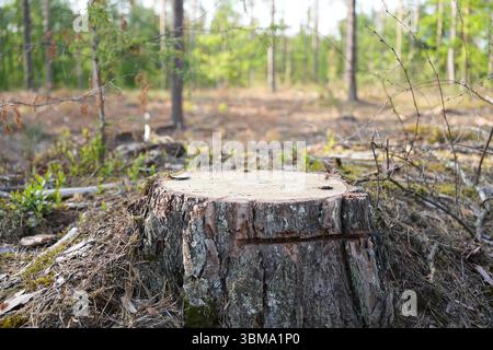 Un grande ceppo di alberi si trova in una radura forestale, che riflette la recente deforestazione o attività di abbattimento con prove di impatto umano sulla natura. Foto Stock