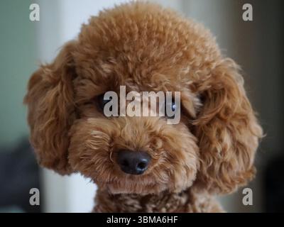 Immagine del profilo Toy Poodle Foto Stock