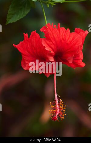 Red Hibiscus (Hibiscus rosa-sinensis), Ubud, Bali, Indonesia Foto Stock
