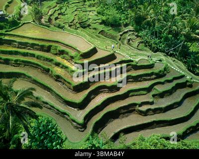 Terrazze di riso di Tegallalang (patrimonio dell'umanità dell'UNESCO) vicino a Ubud, Bali, Indonesia - aereo Foto Stock