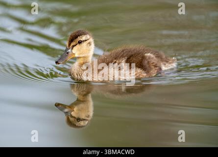 Mallard (Anas platyrhynchos), nuoto anatra nello stagno di castori, Prince's Island Park, Calgary, Alberta, Canada, Foto Stock