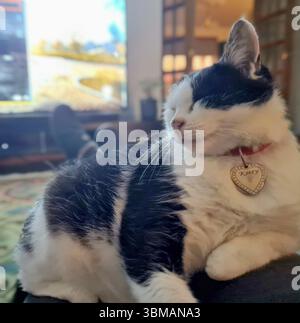 Il gatto domestico in bianco e nero (Kitty), che ha salvato il suo costume, si è allungato sulle mie gambe e si è spianato con un'etichetta cardiaca sul colletto Foto Stock