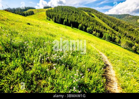 I fiori selvatici di Daisies viola piantano sul sentiero pedonale di Royal Elk fino al lago Beaver Creek, Colorado, in estate con il prato della foresta di abeti rossi di aspen Foto Stock