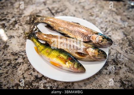 Tre trote arcobaleno di pesce e un primo piano di spigola in un piatto bianco, cibo crudo crudo crudo e pescato selvatico dal lago d'acqua dolce del Colorado Foto Stock