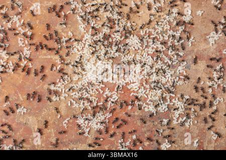 gruppo di formiche nere di falegname raccolte intorno alle loro uova bianche su una superficie di legno, vista ravvicinata dell'attività di nidificazione della vita degli insetti o della natura Foto Stock