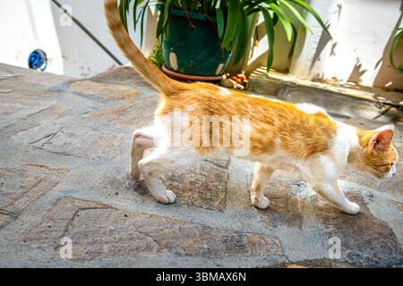 Gatto arancio randagio un gattino selvatico che vive sulla strada di Agios Kirykos, Ikaria Grecia isola greca a piedi marciapiede vista pov punto di vista pov Foto Stock