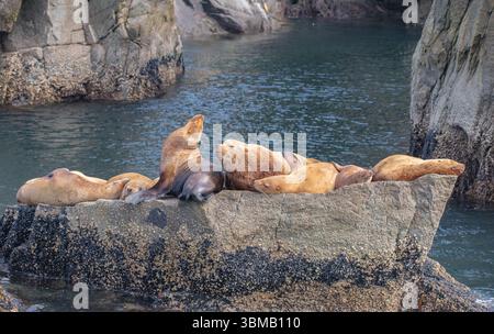Una colonia di leoni marini di Steller che riposano su una roccia nel Kenai Fjords National Park, Alaska. Foto Stock