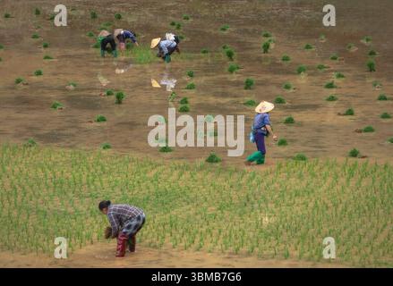 Gruppo di agricoltori vietnamiti coinvolti nelle attività di piantagione del riso nelle zone rurali del distretto di Cao Bang in Vietnam Foto Stock