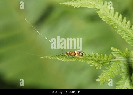 Falena longhorn maschile, corno lungo barbarrato giallo (Nemophora degeerella) famiglia Adelidae (falene longhorn fatate). Sulle foglie di una felce. Primavera, maggio, Foto Stock