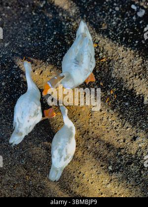Vista dall'alto verso il basso di tre oche che mangiano cibo dal suolo. Un momento naturale di fattoria che mostra il comportamento di alimentazione da una prospettiva sopraelevata Foto Stock