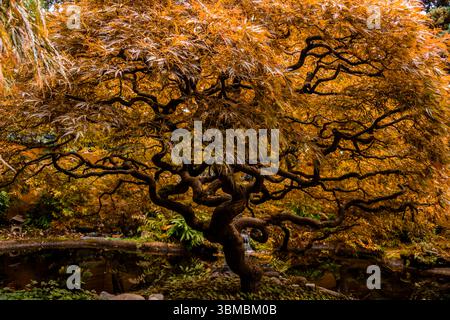 Un albero di acero contorto mostra brillanti foglie d'arancio e dorate in un tranquillo giardino giapponese. Un tranquillo laghetto riflette la splendida vegetazione sotto un clea Foto Stock