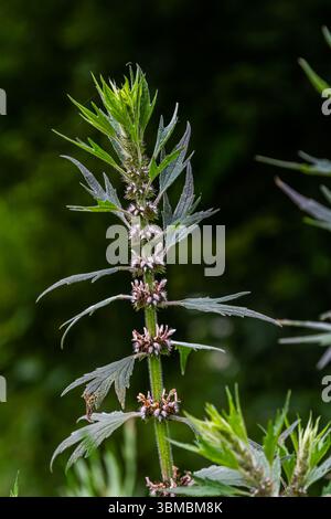 Leonurus cardiaca, conosciuta come madrepatria. Altri nomi comuni includono l'erba di lancio, l'orecchio del leone e la coda del leone. Pianta medicinale. Cresce in natura. Foto Stock