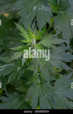 Leonurus cardiaca, conosciuta come madrepatria. Altri nomi comuni includono l'erba di lancio, l'orecchio del leone e la coda del leone. Pianta medicinale. Cresce in natura. Foto Stock