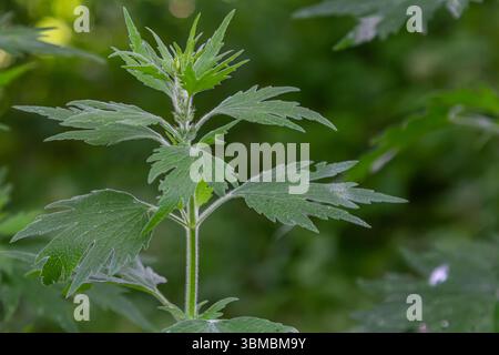 Leonurus cardiaca, conosciuta come madrepatria. Altri nomi comuni includono l'erba di lancio, l'orecchio del leone e la coda del leone. Pianta medicinale. Cresce in natura. Foto Stock