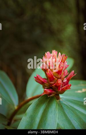 Primo piano di un fiore rosso, Guzmania Bromeliad su sfondo verde Foto Stock