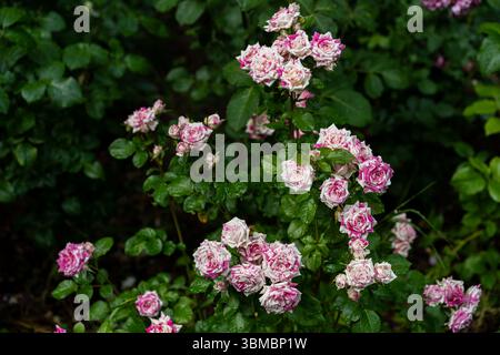 colorato bordo rosa misto dopo la pioggia nel giardino estivo Foto Stock