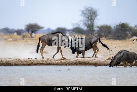 GNU blu (Connochaetes taurinus), due maschi che combattono in un pozzo d'acqua, Nxai Pan National Park, Botswana, Africa Foto Stock