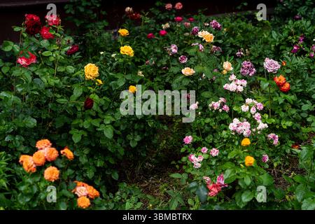 colorato bordo rosa con varietà miste dopo la doccia a pioggia Foto Stock