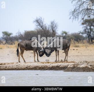 GNU blu (Connochaetes taurinus), due maschi che combattono in un pozzo d'acqua, Nxai Pan National Park, Botswana, Africa Foto Stock