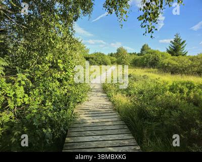 Una stretta passerella in legno conduce attraverso un paesaggio verde di brughiera sotto un cielo blu con alcune nuvole, estate, High Fens, Parco Nazionale Eifel, Muetzenic Foto Stock