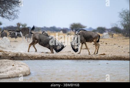 GNU blu (Connochaetes taurinus), due maschi che combattono in un pozzo d'acqua, Nxai Pan National Park, Botswana, Africa Foto Stock