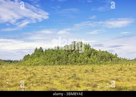 Foresta di pini su una collina su una palude in una remota natura selvaggia una soleggiata giornata estiva con un cielo blu, Svezia, Europa Foto Stock