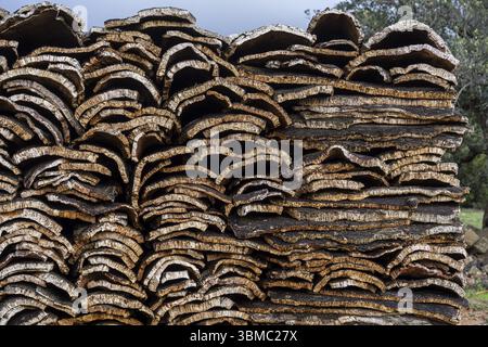 Sughero raccolto nelle foreste di querce da sughero vicino a Taida, Rift Mountains, Marocco, Nord Africa, Africa Foto Stock