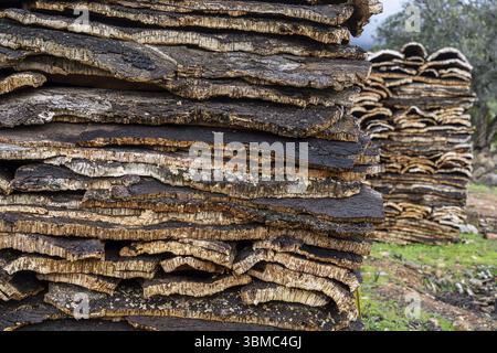 Sughero raccolto nelle foreste di querce da sughero vicino a Taida, Rift Mountains, Marocco, Nord Africa, Africa Foto Stock