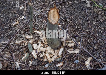 Tronco di albero abbattuto da castori (fibra di Castor), morso di castoro, presso gli stagni di Denstorf vicino a Braunschweig, Vechelde, bassa Sassonia, Germania, Europa Foto Stock