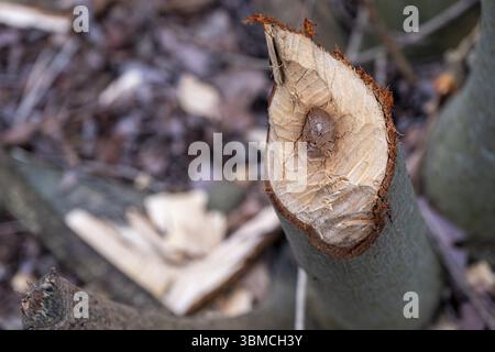 Tronco di albero abbattuto da castori (fibra di Castor), morso di castoro, presso gli stagni di Denstorf vicino a Braunschweig, Vechelde, bassa Sassonia, Germania, Europa Foto Stock