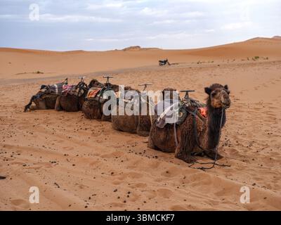 Marocco, Merzouga, 04 luglio 2025. Cammelli che riposano nelle dune di Erg Chebbi al tramonto, in attesa di trasportare i turisti attraverso il deserto del Sahara. Foto Stock