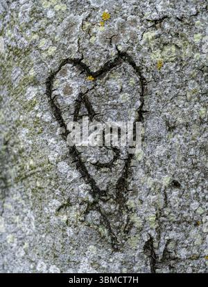 Cuore scavato in un tronco d'albero con le lettere A e S nella foresta spettrale sulla ripida costa che si affaccia sul Mar Baltico, Nienhagen, Meclemburgo-Vorpomm Foto Stock