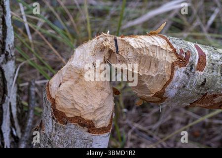 Tronco di albero abbattuto da castori (fibra di Castor), morso di castoro, presso gli stagni di Denstorf vicino a Braunschweig, Vechelde, bassa Sassonia, Germania, Europa Foto Stock