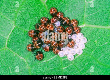 Uova da cova e neonati Shield Bugs sulla foglia Foto Stock