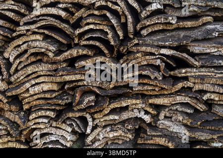 Sughero raccolto nelle foreste di querce da sughero vicino a Taida, Rift Mountains, Marocco, Nord Africa, Africa Foto Stock