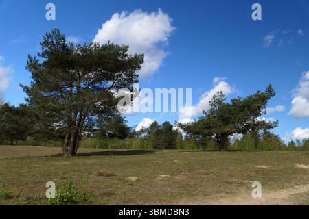 Due pini scozzesi (Pinus sylvestris) in piedi su un campo erboso con foresta mista sullo sfondo, sotto un cielo blu con nuvole bianche. Fotografia Foto Stock