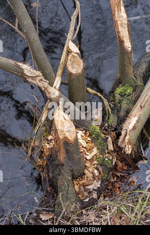 Tronchi di alberi abbattuti da castori (fibra di castoro), esplorazione di castori, presso gli stagni di Denstorf vicino a Braunschweig, Vechelde, bassa Sassonia, Germania, Europa Foto Stock