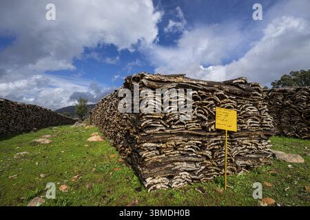 Sughero raccolto nelle foreste di querce da sughero vicino a Taida, Rift Mountains, Marocco, Nord Africa, Africa Foto Stock