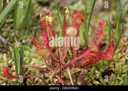 Round-lasciava Sundew Drosera rotundifolia Foto Stock