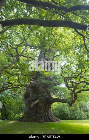 Una delle querce più antiche d'Inghilterra, Nonington, Kent Foto Stock