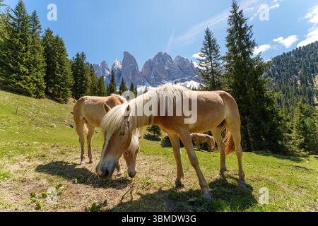Cavalli Haflinger che pascolano su un prato alpino soleggiato con Dolomiti innevate e alberi boschivi sullo sfondo. Foto di alta qualità Foto Stock