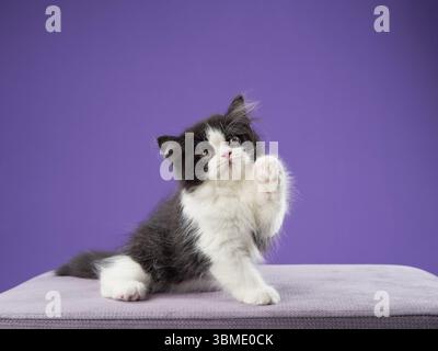 Un gattino bianco e nero si trova su una superficie su un vivace sfondo viola. La composizione mette in risalto la morbida pelliccia e il sorprendente contrasto di colore. Foto Stock